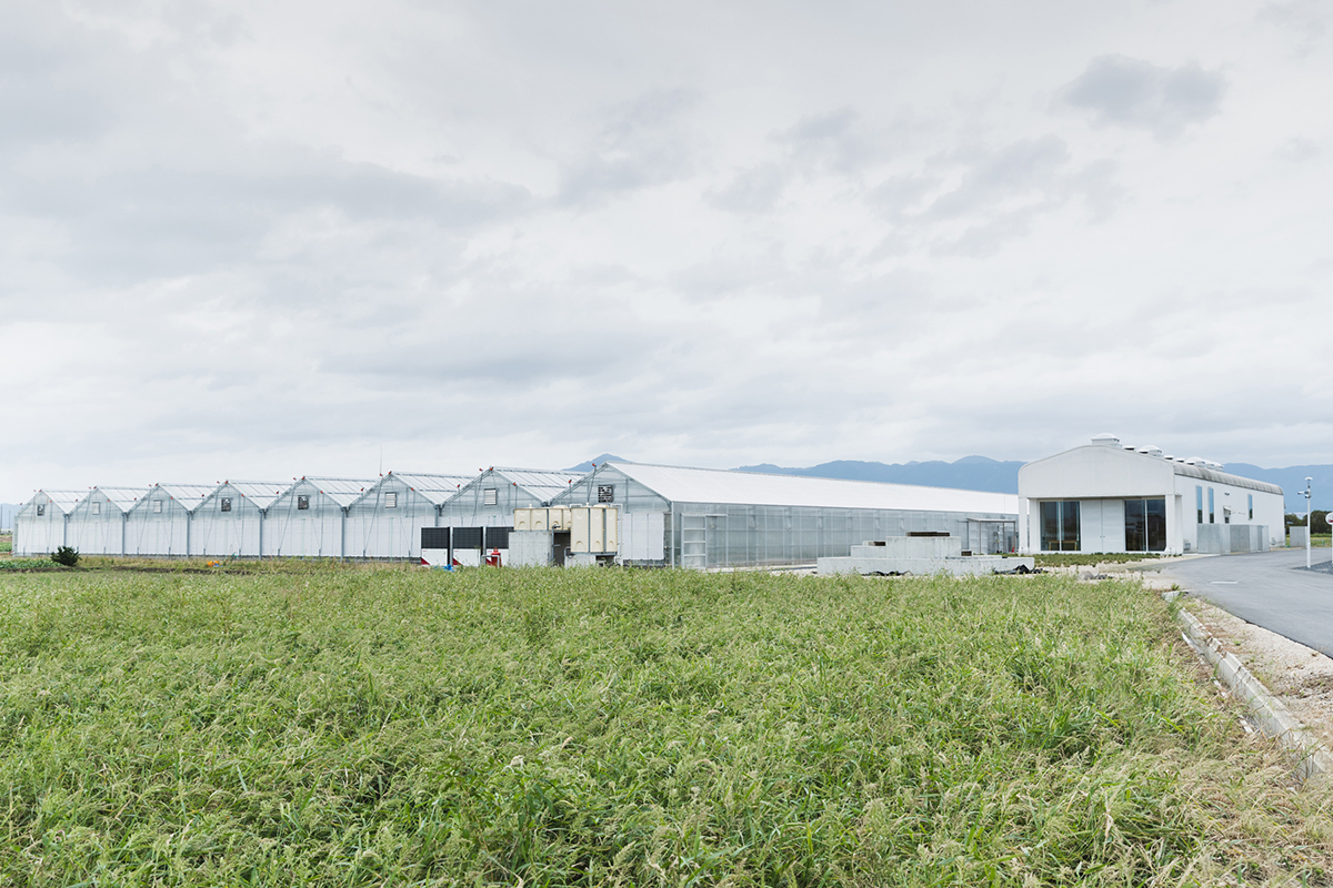 Rose Farm KEIJI ／ローズファームケイジ生産者レポート｜花・フラワー